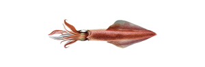 Squid PNG-47183